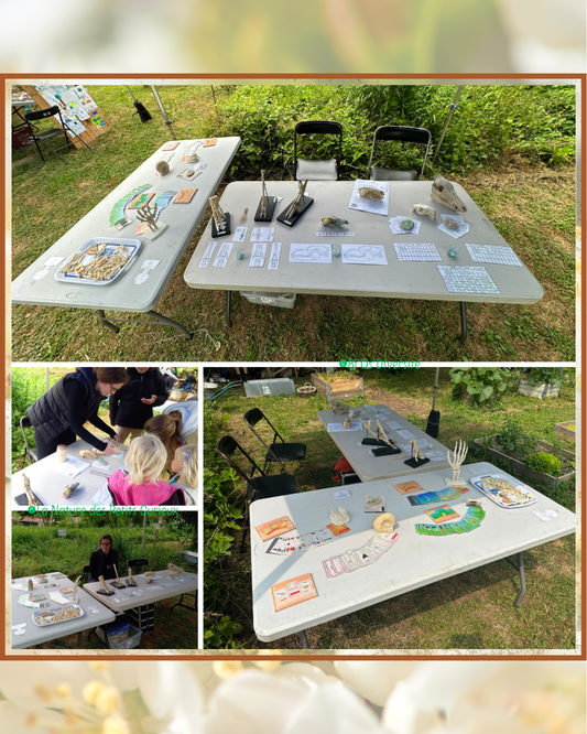 Atelier/Stand - Découverte de l'ostéologie - 04 Mai 2025