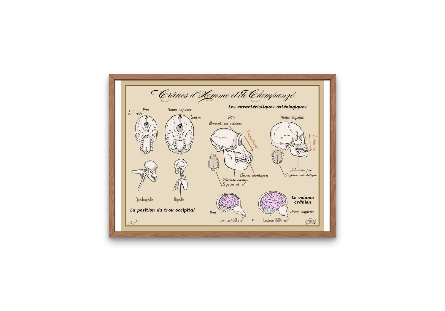 Posters anatomiques et pédagogiques