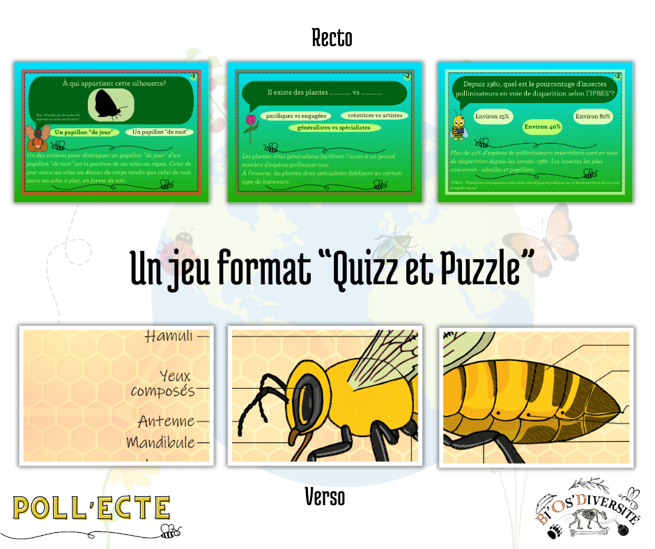 Jeu de cartes Poll’Ecte – les pollinisateurs