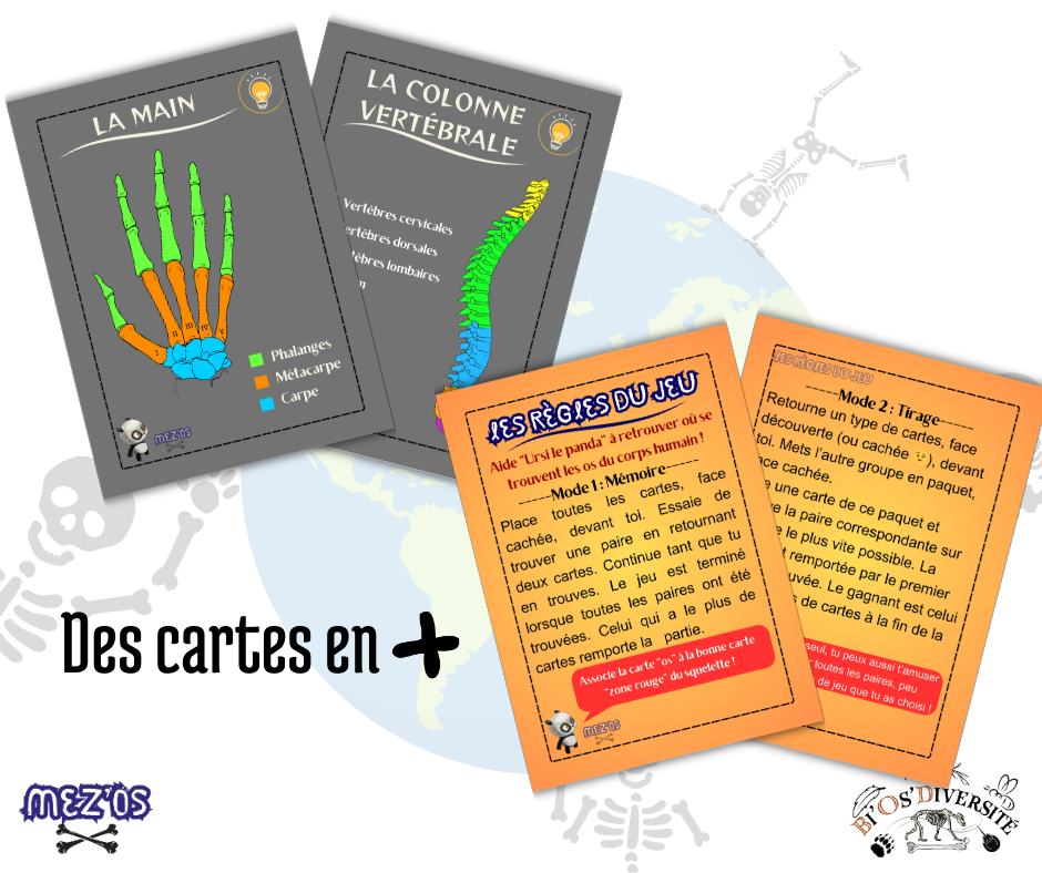 Jeu de cartes Mez'Os - squelette humain