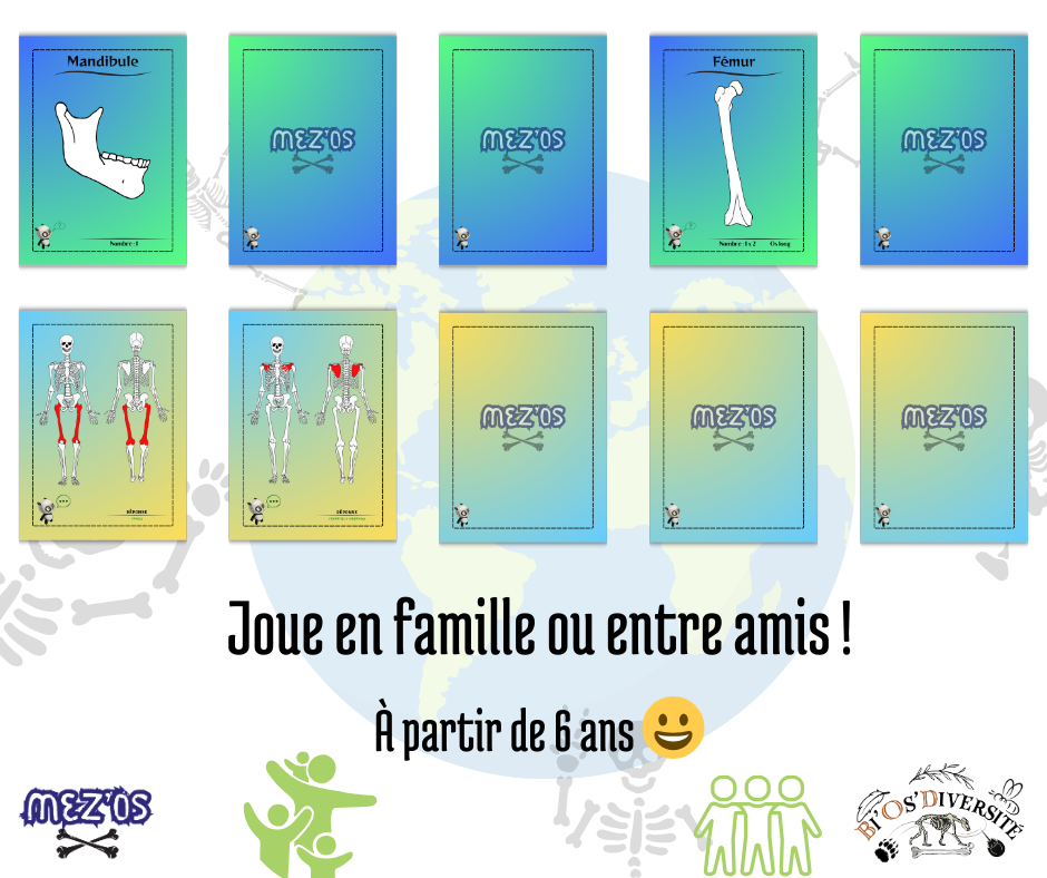 Jeu de cartes Mez'Os - squelette humain