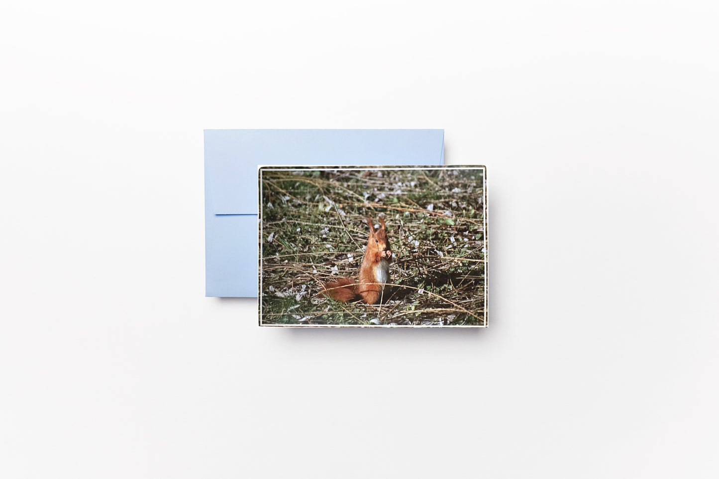 Carte Postale - Écureuil roux