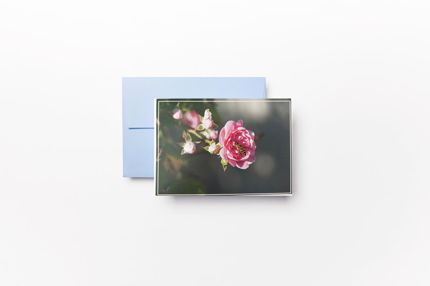 Carte Postale - Fleur & Insecte