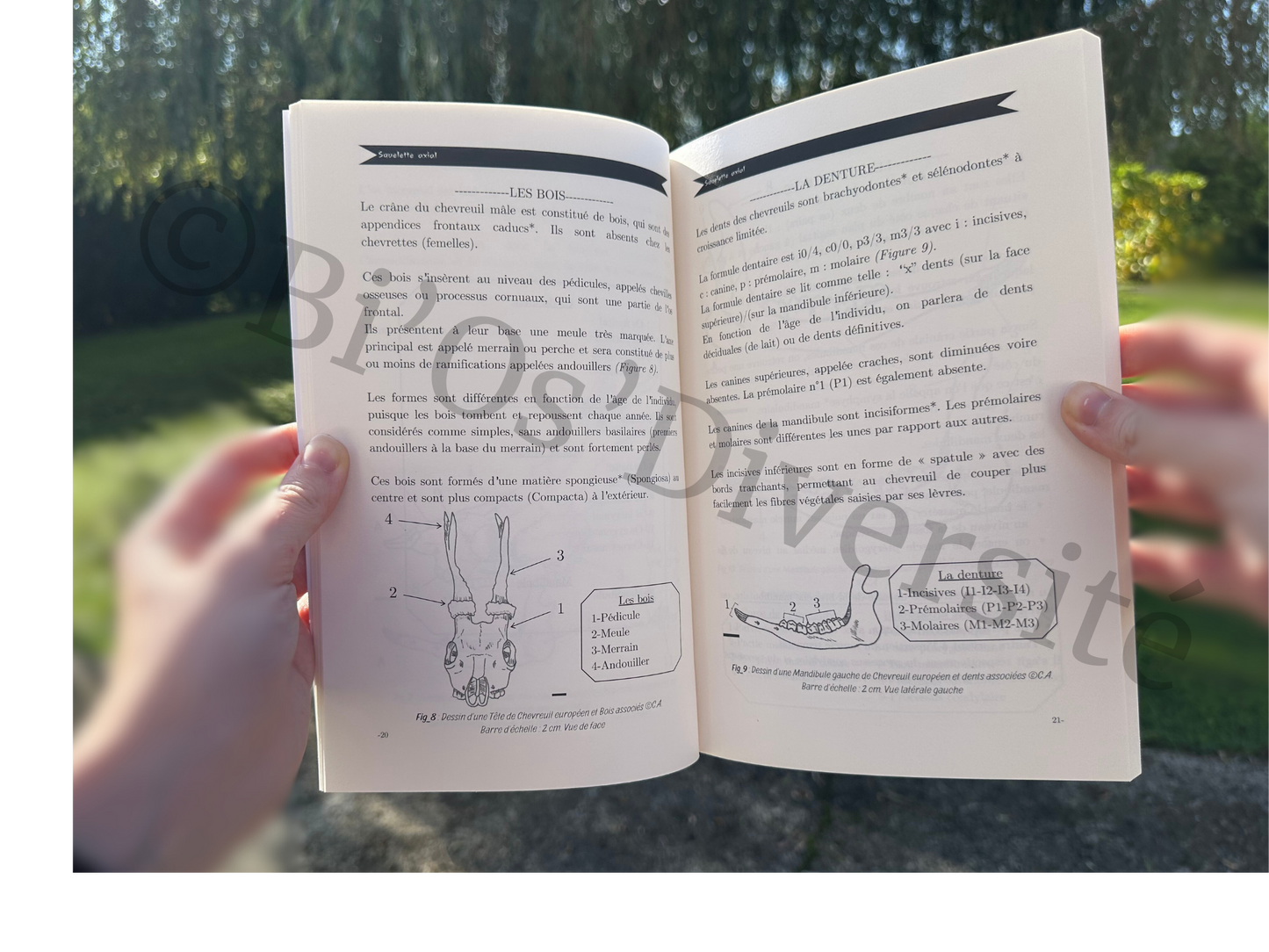 Atlas Ostéologique - Chevreuil européen