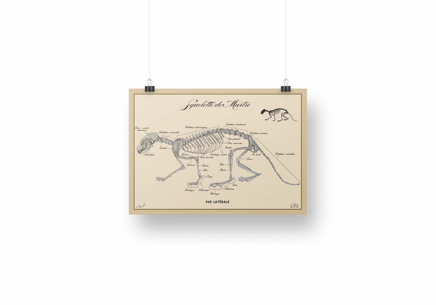 Poster anatomique – Squelette de Martre des pins