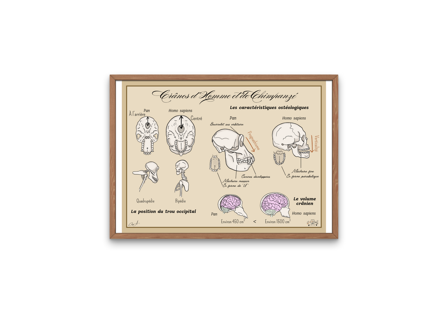 Poster Lignée humaine – Crânes Homme vs Chimpanzé