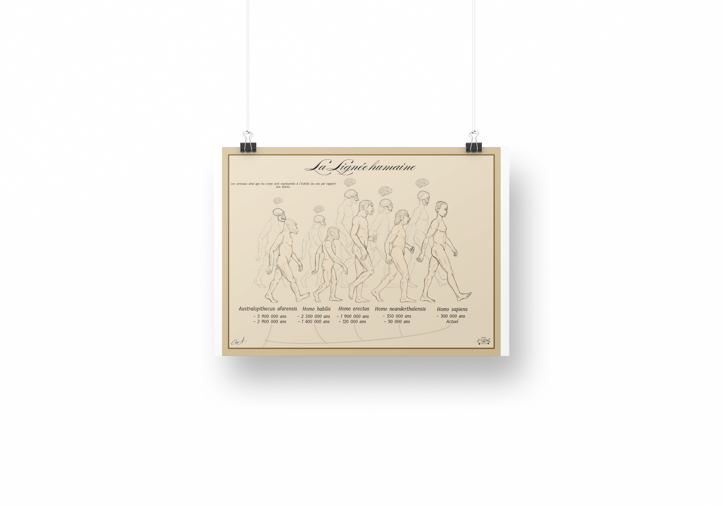 Poster Lignée humaine – Crânes ; Cerveaux et Corps