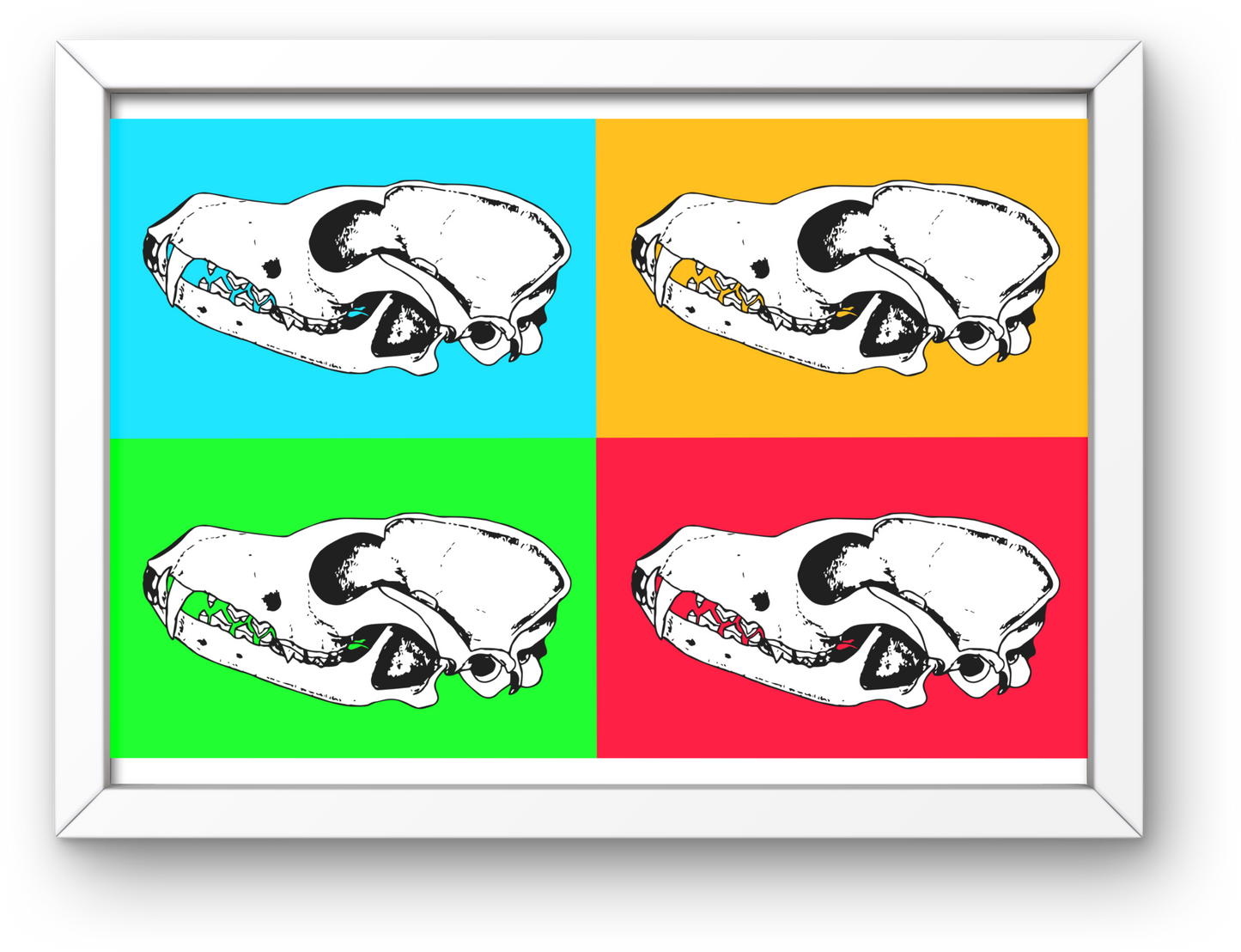 Poster couleurs - Crâne de Renard roux (profil)