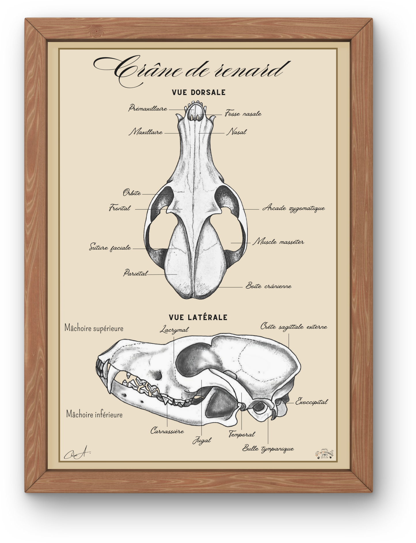 Poster anatomique - Crâne de Renard roux
