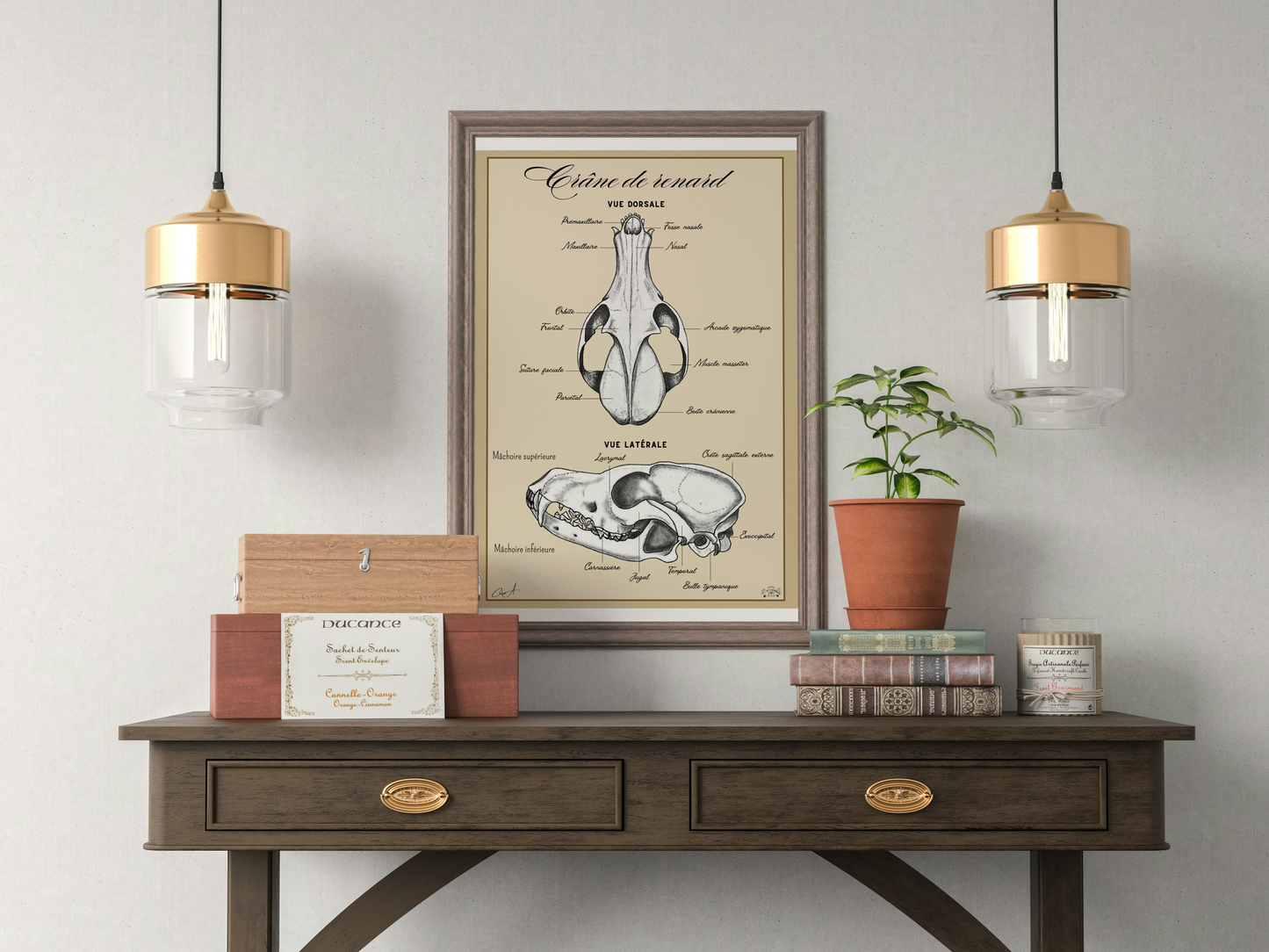 Poster anatomique - Crâne de Renard roux