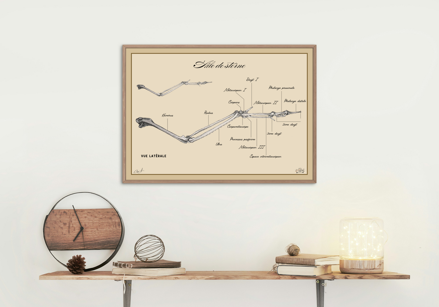 Poster anatomique – Aile de sterne pierregarin