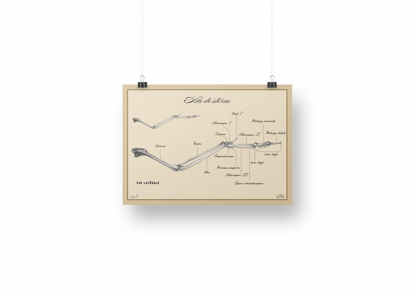 Poster anatomique – Aile de sterne pierregarin