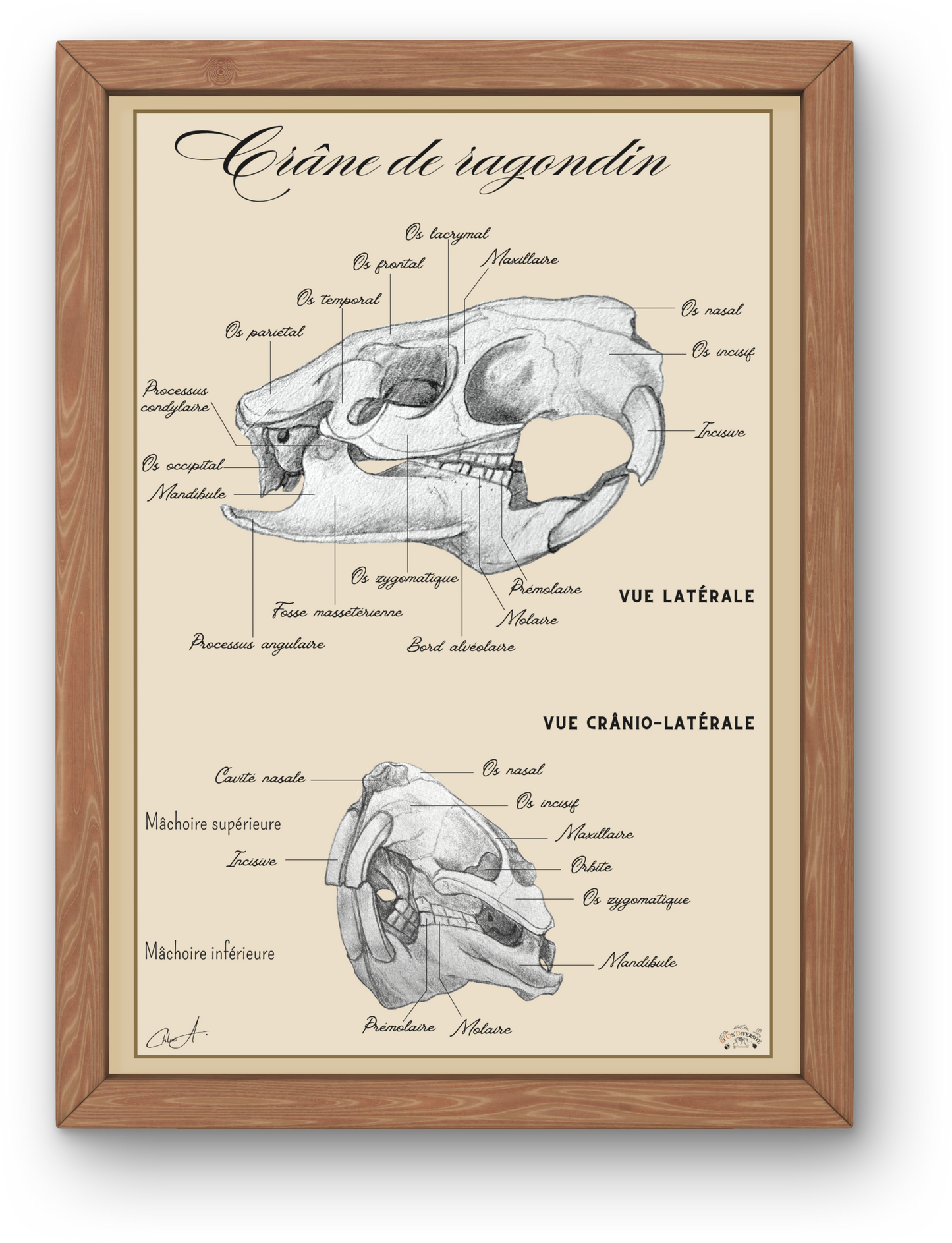 Poster anatomique – Crâne de Ragondin
