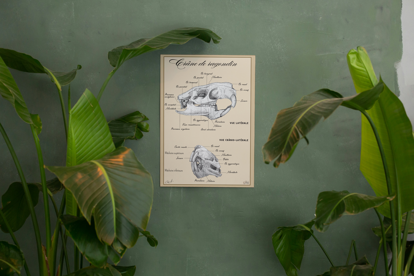 Poster anatomique – Crâne de Ragondin