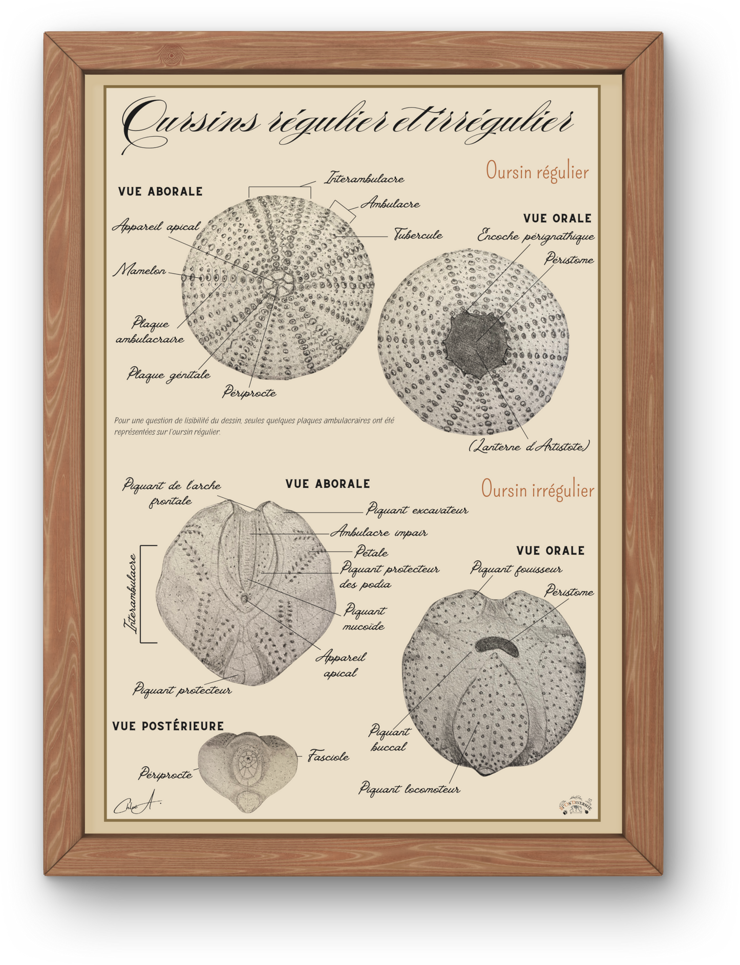 Poster anatomique – Oursins régulier & irrégulier