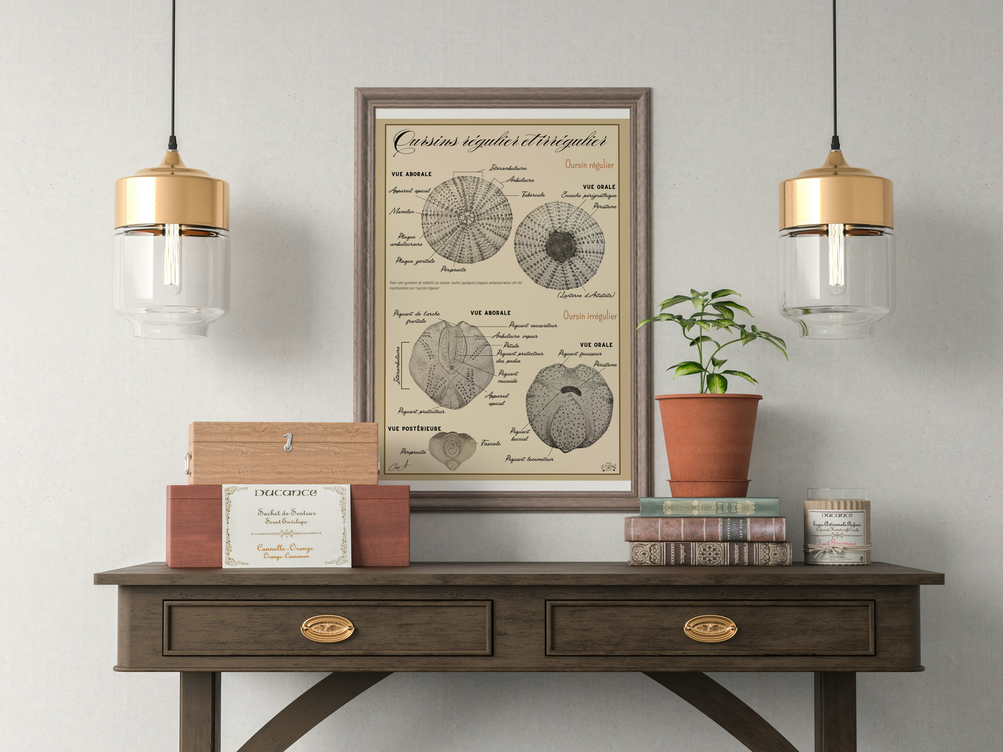 Poster anatomique – Oursins régulier & irrégulier