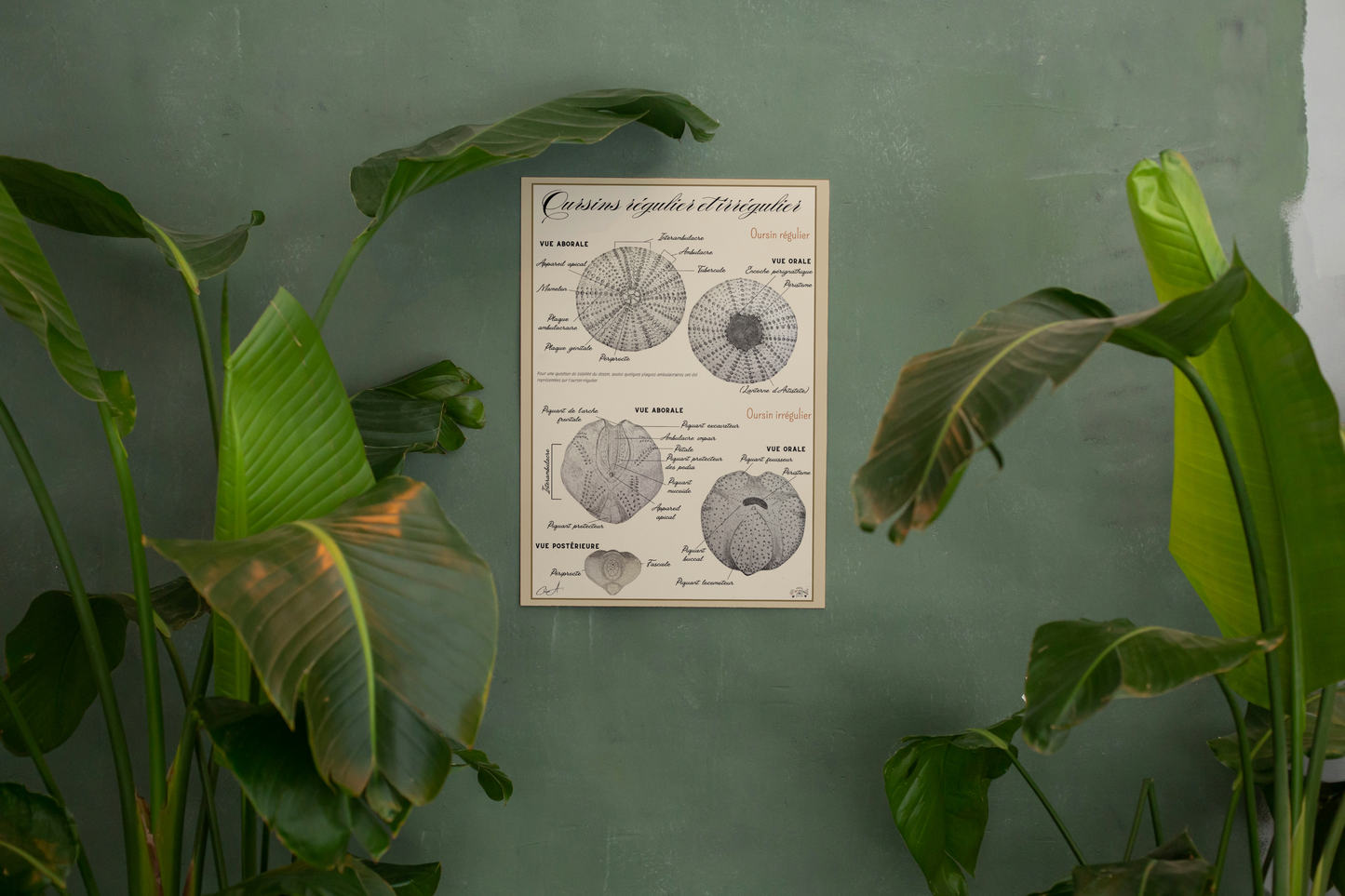 Poster anatomique – Oursins régulier & irrégulier