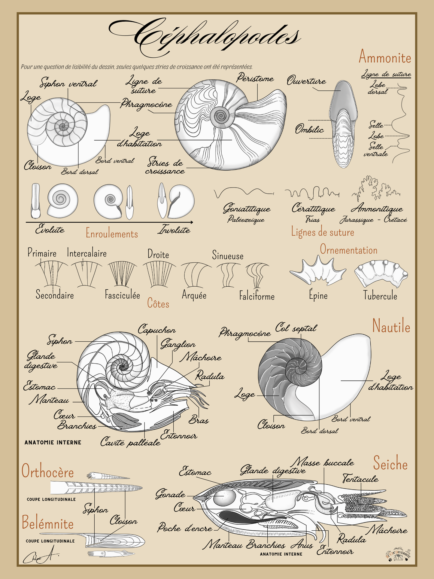 Poster anatomique – Céphalopodes