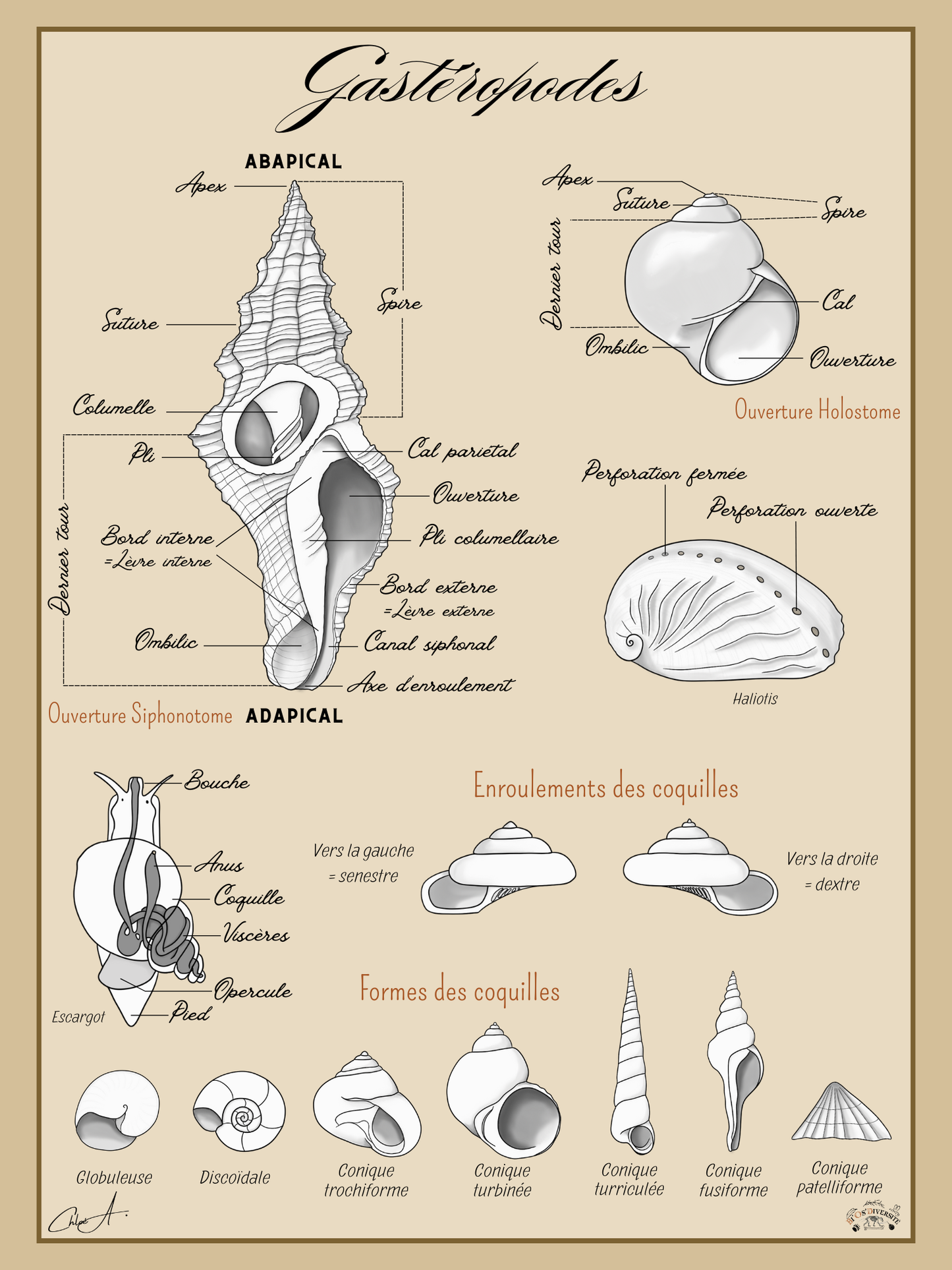 Poster anatomique – Gastéropodes