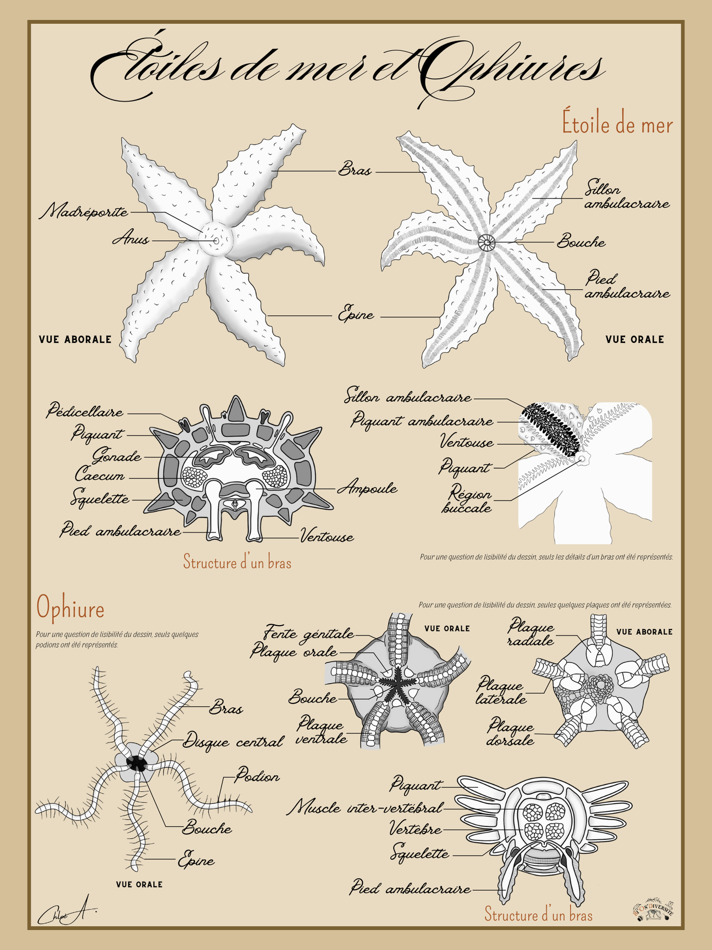 Poster anatomique – Étoiles de mer et Ophiures