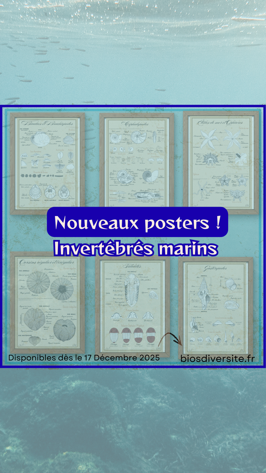 Série de posters : invertébrés marins