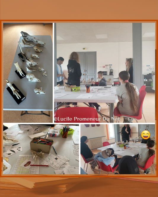 Atelier Ostéologie "L'art de déchiffrer un squelette" - 15 Avril 2025