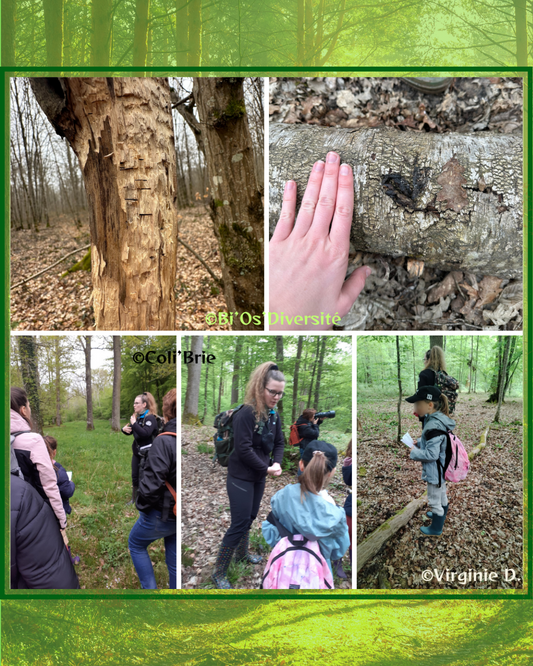 Atelier Pistage animalier et Moulage d'empreintes - 16 Avril 2025