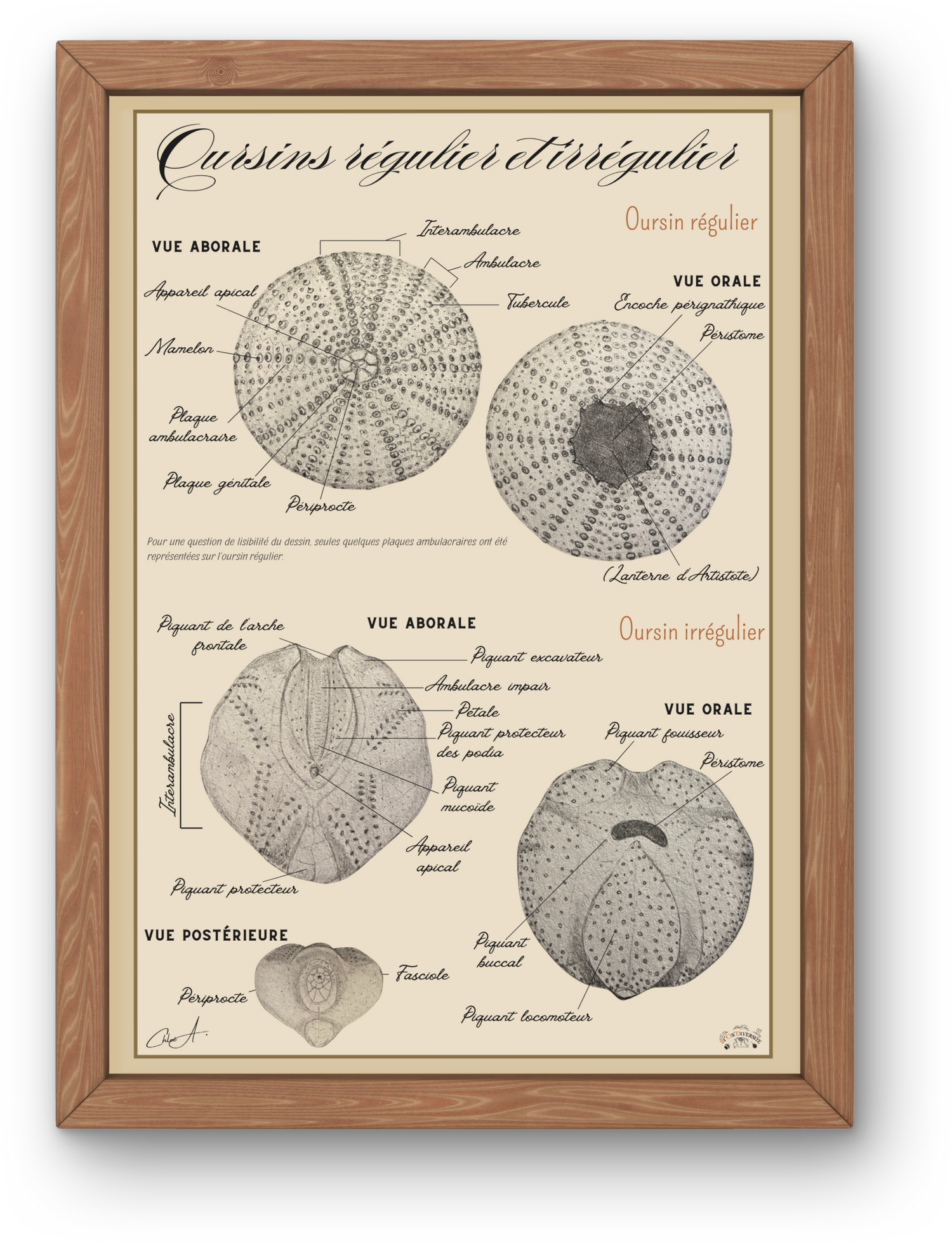 Anatomie des invertébrés - Bi'Os'Diversité
