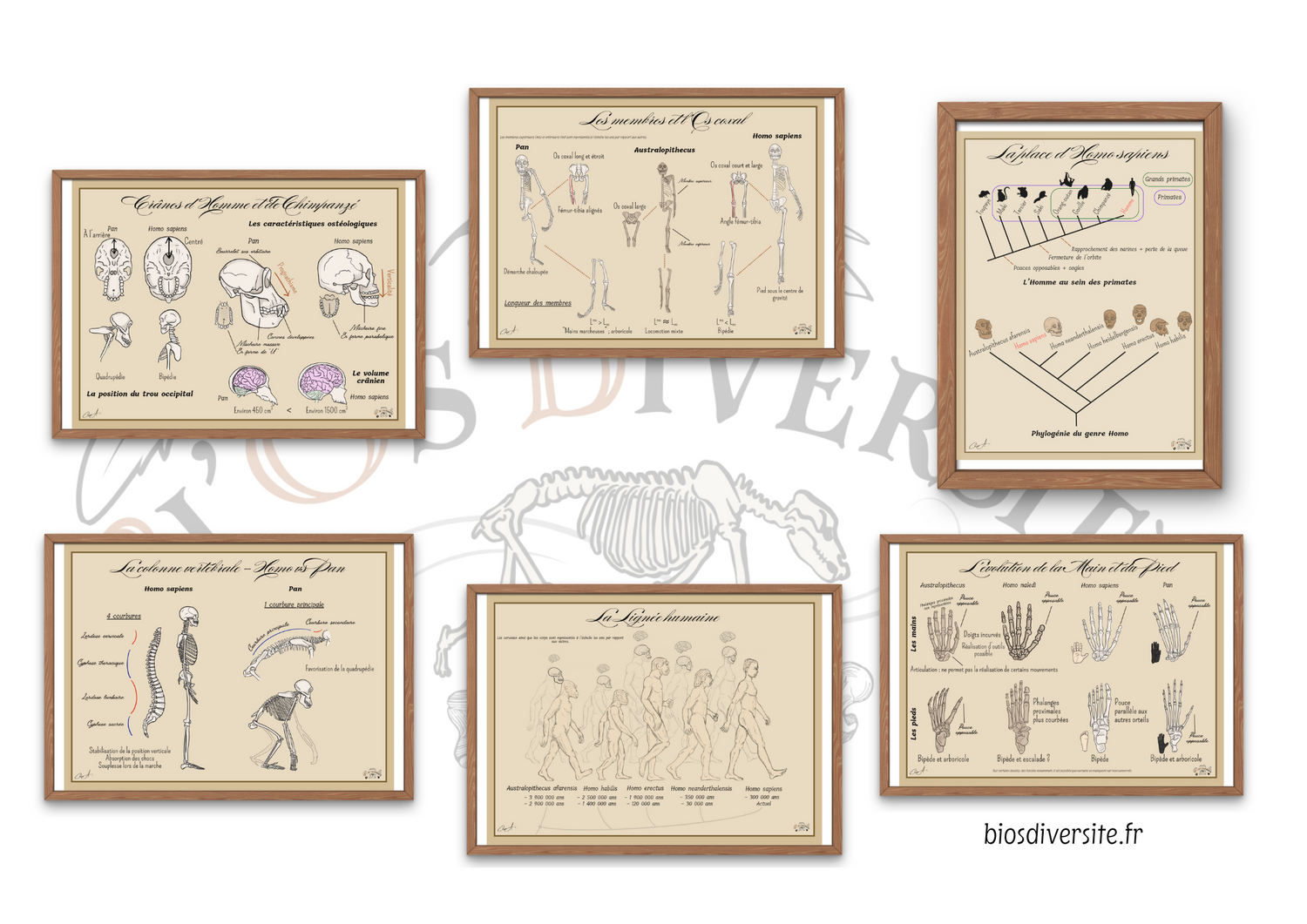 Lignée Humaine - SVT lycée - Bi'Os'Diversité
