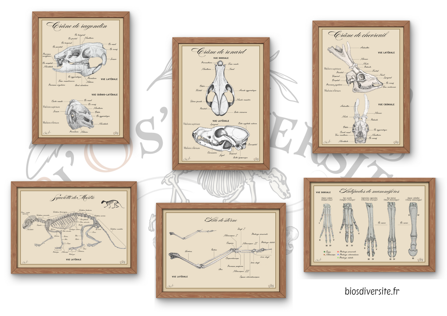 Anatomie des vertébrés - Bi'Os'Diversité