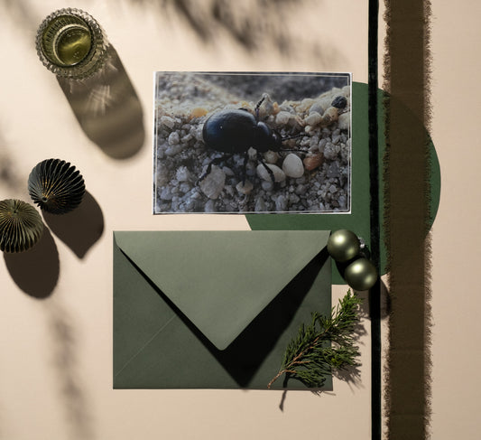 Carte Postale - Insecte