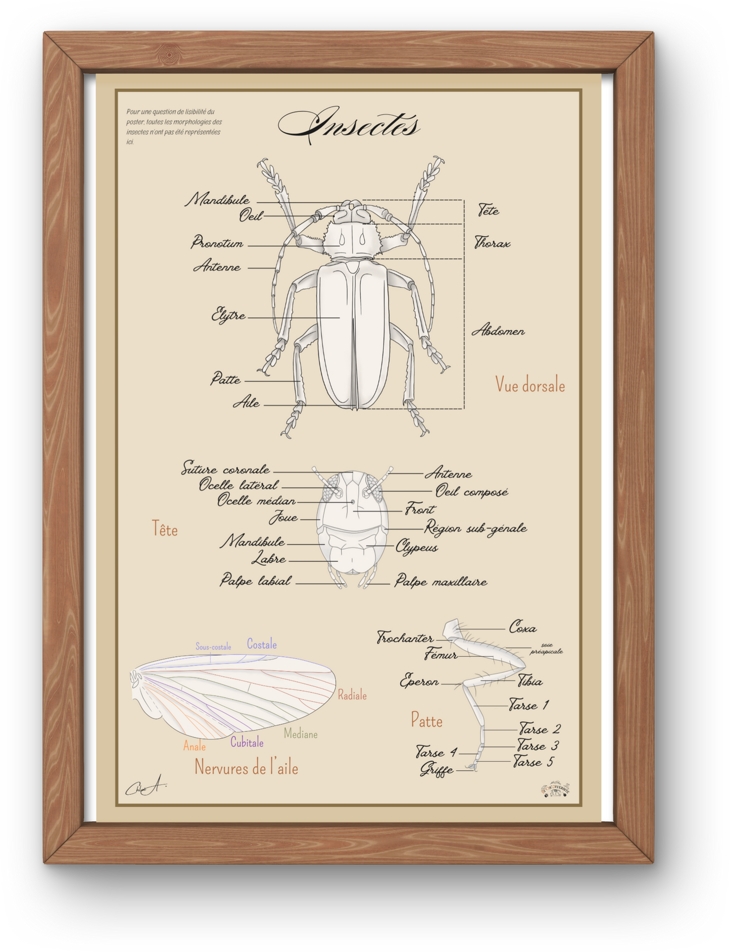 Poster anatomique & pédagogique – Les Insectes