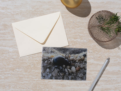 Carte Postale - Insecte
