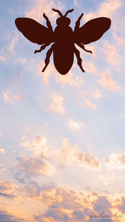 Fond d'écran Bi'Os'Diversité - téléphone