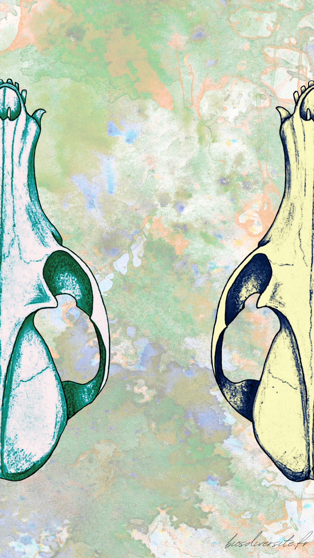 Fond d'écran Bi'Os'Diversité - téléphone