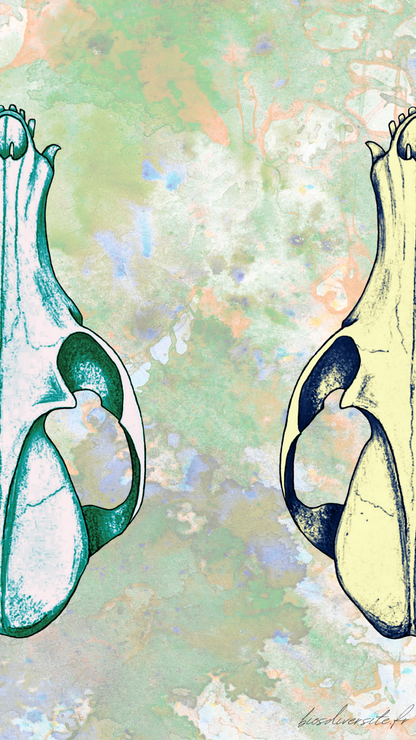 Fond d'écran Bi'Os'Diversité - téléphone