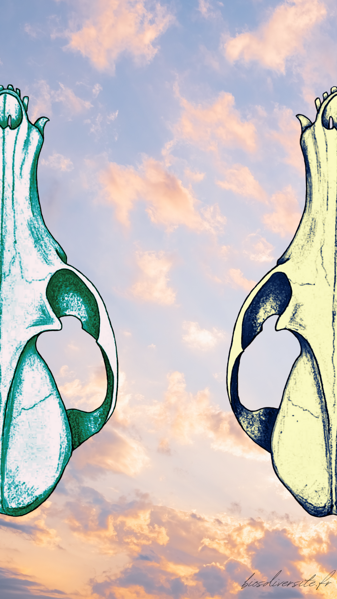 Fond d'écran Bi'Os'Diversité - téléphone