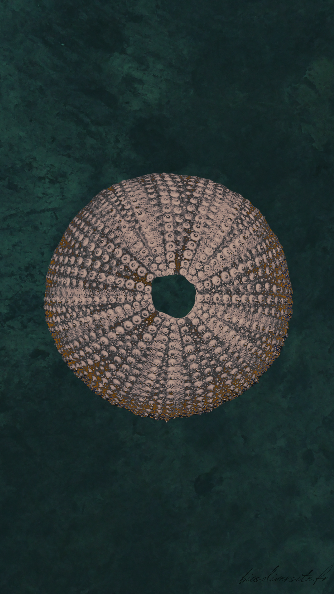 Fond d'écran Bi'Os'Diversité - téléphone