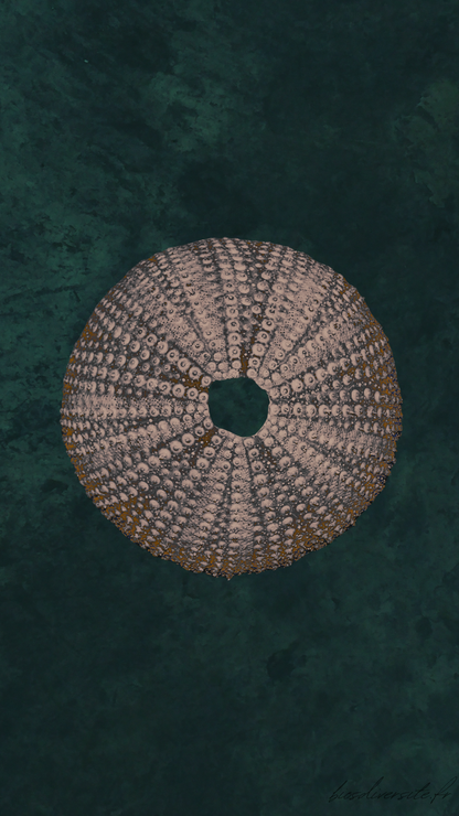 Fond d'écran Bi'Os'Diversité - téléphone