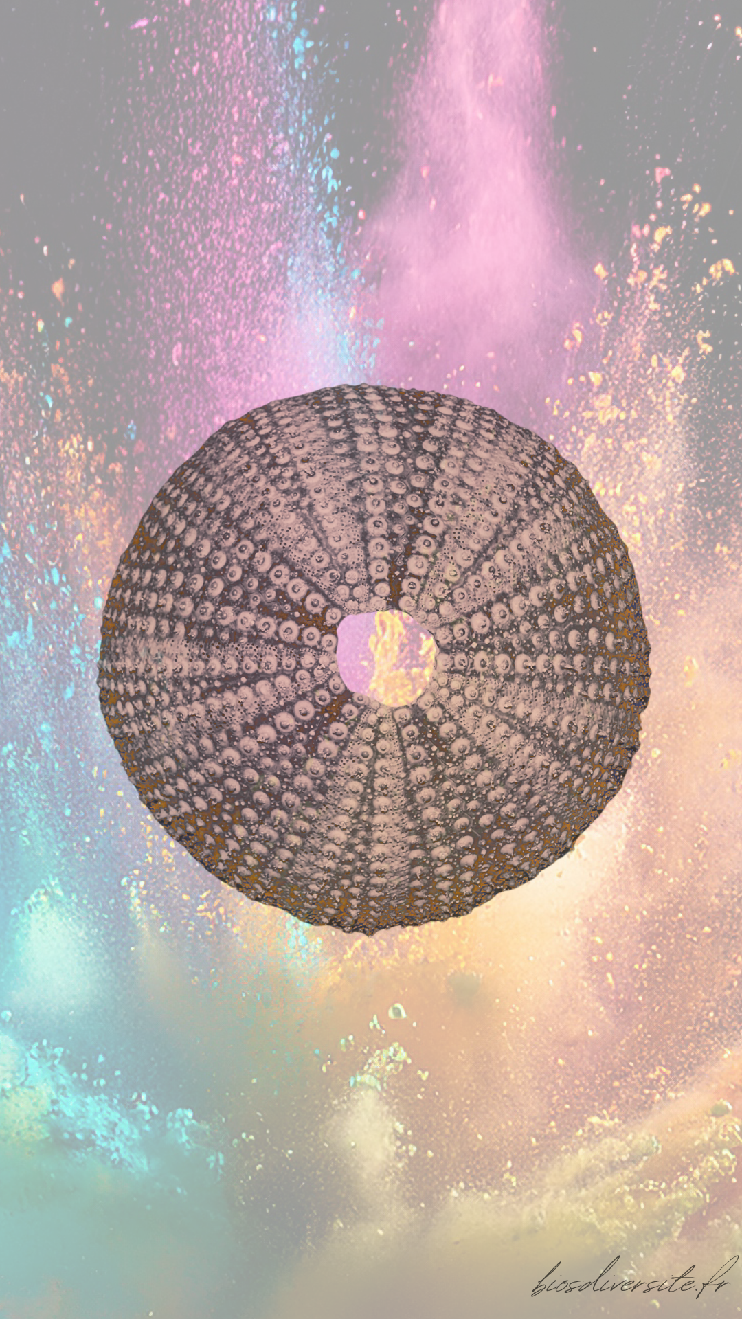 Fond d'écran Bi'Os'Diversité - téléphone