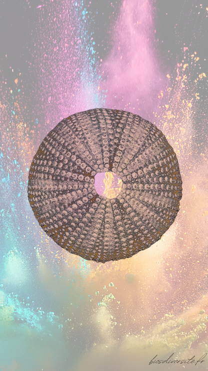 Fond d'écran Bi'Os'Diversité - téléphone