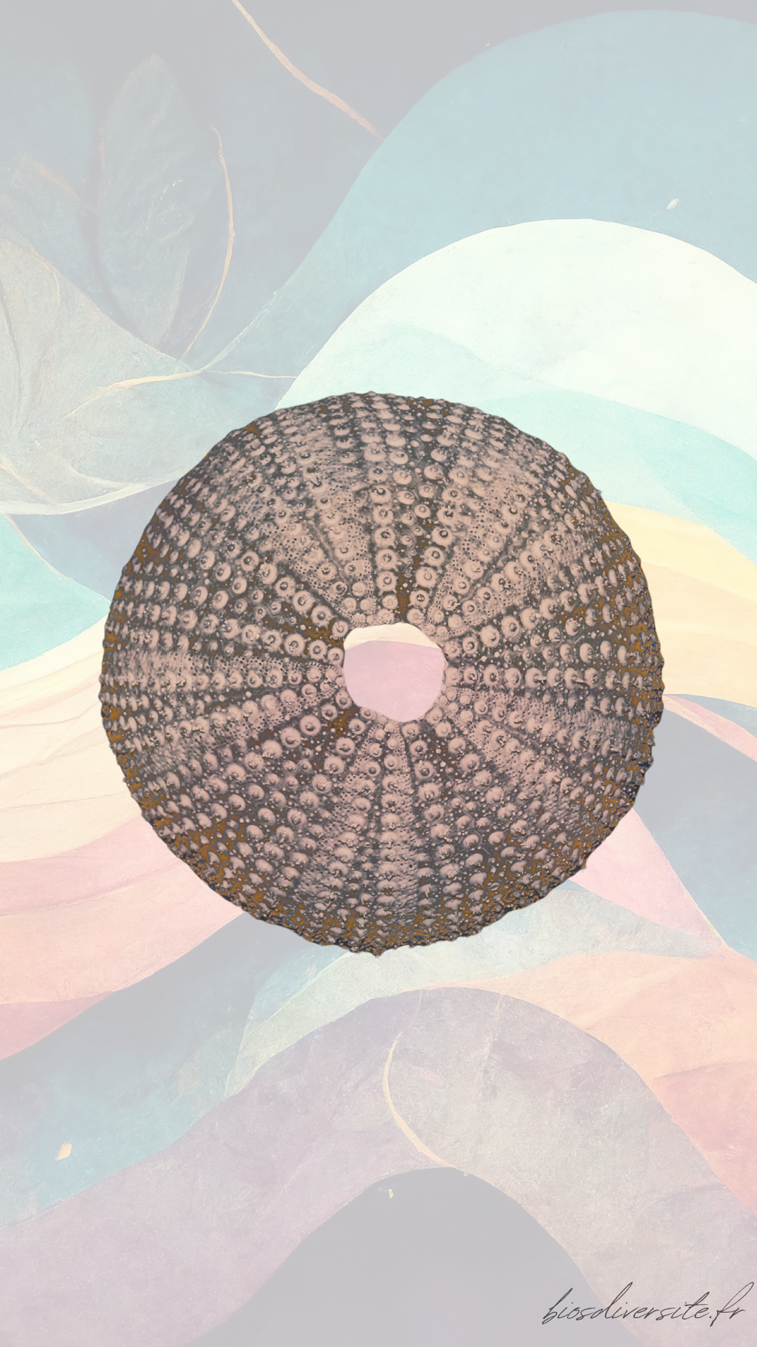 Fond d'écran Bi'Os'Diversité - téléphone