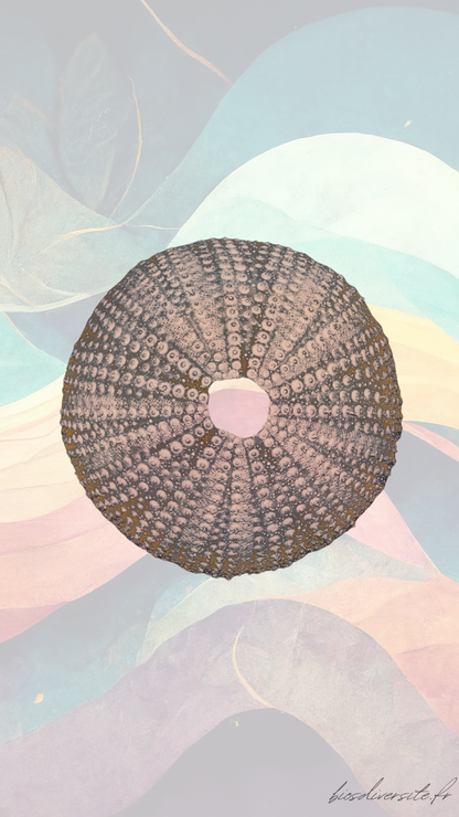 Fond d'écran Bi'Os'Diversité - téléphone