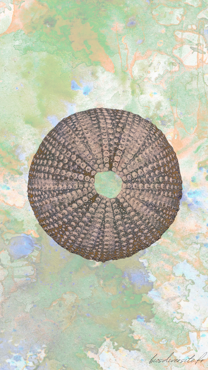 Fond d'écran Bi'Os'Diversité - téléphone