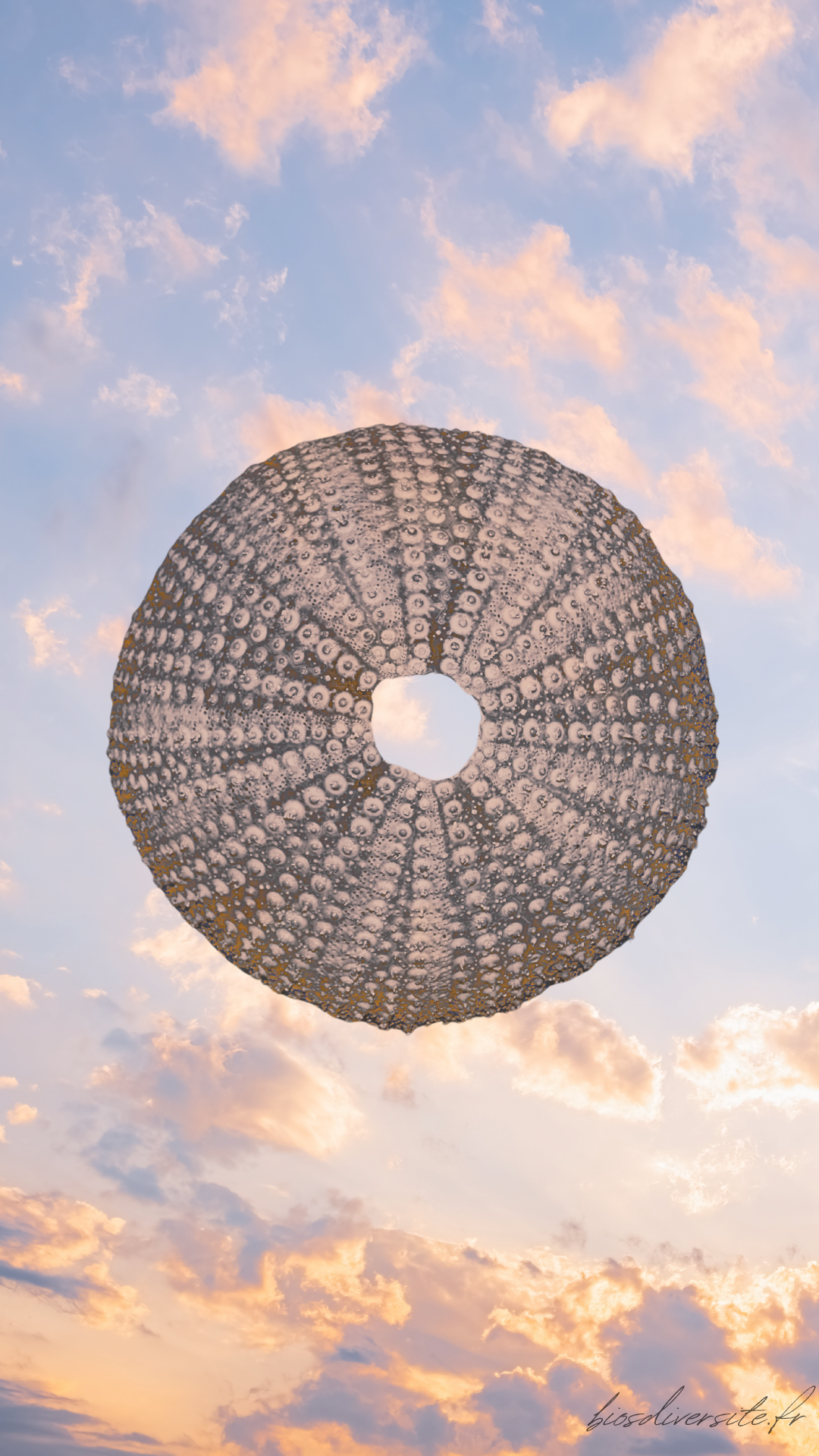 Fond d'écran Bi'Os'Diversité - téléphone