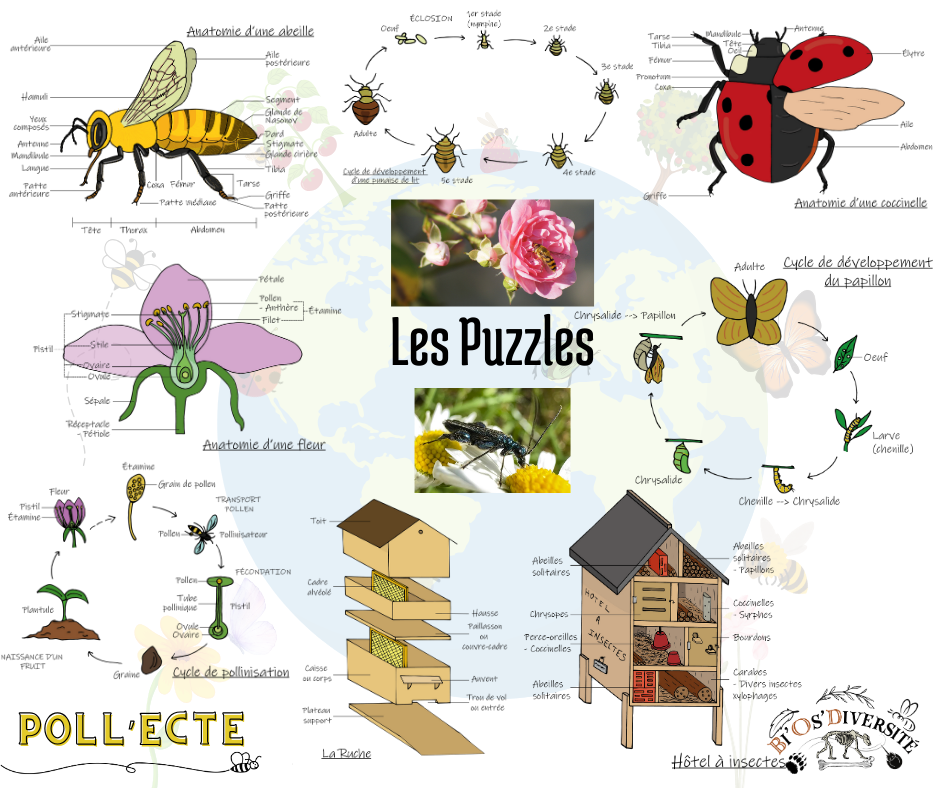Jeu de cartes Poll’Ecte – les pollinisateurs