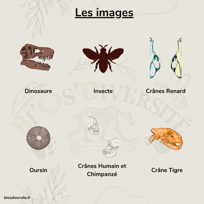 Fond d'écran Bi'Os'Diversité - téléphone