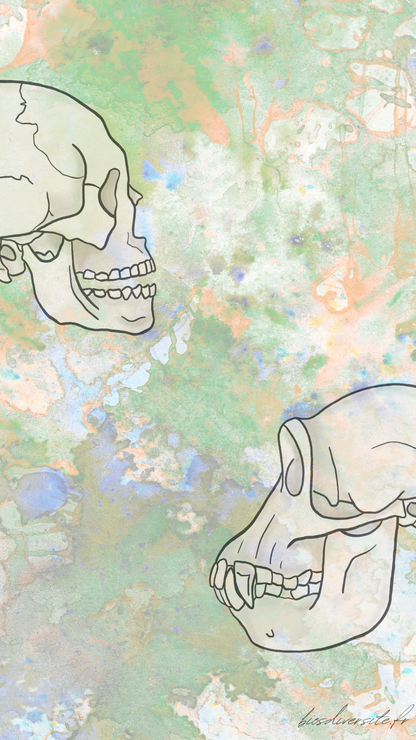 Fond d'écran Bi'Os'Diversité - téléphone