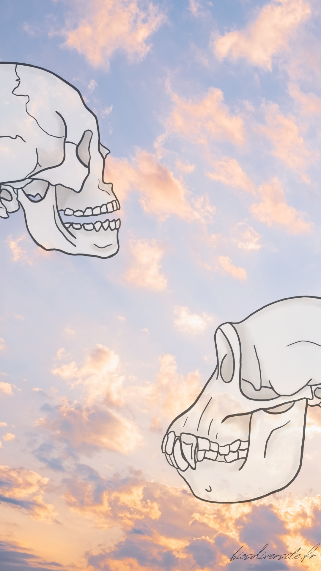 Fond d'écran Bi'Os'Diversité - téléphone