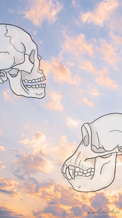 Fond d'écran Bi'Os'Diversité - téléphone